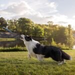 Meadowlark SUV Cargo Liner Dog Seat Covers, Double Stitched & Extra Padded, Water Repellant, Anti Shock, Non-Slip, Car Cover Trunk Mat, Dog Accessories, Pet Car Seat Protector for Fur & Mud - Image 10