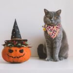ADOGGYGO Halloween Cat Collar with Bandana, 2 Pack Halloween Cat Kitten Bandana Collar, Pumpkin Cat Halloween Collars for Cat Kitten (Halloween) - Image 4