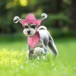 Yewong Pet Pink Cowboy Hat Costume Accessory Set Dog Cat Size Pink Cowgirl Princess Hat with Crown Tiara Bandana/Scarf for Cat Puppy Western Costume Daily Wearing Photo Props (Set B) - Image 6