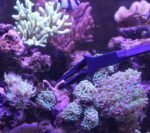 Aquarium Tongs 27 inch (70 cm), 100% Reef Safe, Multi Purpose for Fresh and Saltwater Fish Tanks, Clip Plants, Spot Feed Fish and Coral, Keep Hands Dry - Image 3