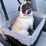 Deluxe Dog Car Seat Fits Pets up to 15lbs, Dog Booster Seat, Padded Cushioning, Adjustable Straps, Metal Frame Encasing, Installs in Seconds, Collapsible Canvas and Easy to Clean - Image 3