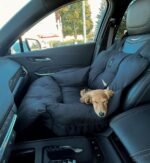 JACKO & CO - Premium Dog Car Seat & Bed for Small & Medium Dogs up to 30lbs, Soft Travel Bed & Carrier Bag for Pets, Puppies, Cats for Front & Back Seat, Machine Washable & Water Resistant (Black) - Image 6