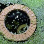 CTWPets Aquarium Portal Dock/Pier Feeding Ring | Decorative Aquarium Floater Ring | Dock Floating Decor - Image 3