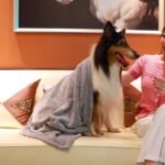 Dog Towels for Drying Dogs - Pack of 4 - Super Absorbent Soft Microfiber Pet Bath Grooming Towel for Dogs Cats and Other Pets (M-36" * 28", 2Grey and 2Brown) - Image 8