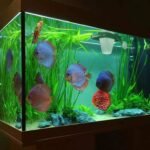 Aquarium Feeding Ring Floating Rings Food Feeder Feeding Trough Square with Suction Cup for Fish Feeder - Image 7