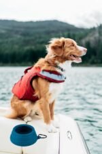 OHMO-Collapsible Dog Water Bowl Anti Tip Over No Spill from Car Movement(24oz Medium, Peacock Blue), Travel Dog Bowls, Less Splash Portable Pet Bowl for Road Trip, Cat Travel Accessories - Image 7