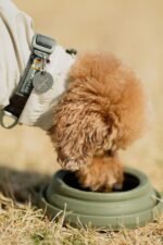 OHMO-Collapsible Dog Water Bowl Anti Tip Over No Spill from Car Movement(24oz Medium, Peacock Blue), Travel Dog Bowls, Less Splash Portable Pet Bowl for Road Trip, Cat Travel Accessories - Image 10