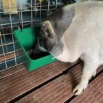 Large Feed Trough and Goat Feeder - 2 Pack Hanging Feeder with Clips, Waterer Bucket, Fence Feed Trough, Goat Supplies, 10 Quart - Image 10