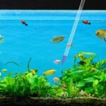 Coral Feeder for Fish Long Pipette Tank Long Syringe Dropper Pipette for Aquarium Coral Feeding, Automatic Dispenser for Fish Feeder Aquarium Tools(2 Packs/Blue) - Image 5