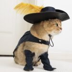 EOILFM Pet Cat Dog Puss in Boot Costume Cosplay Halloween Cute Kitten Puppy Clothes Dress up Pretend Play with Cloak Hat Belt Cape Accessories, Large, Black - Image 4