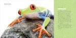 Reptiles for Kids: A Junior Scientist's Guide to Lizards, Amphibians, and Cold-Blooded Creatures - Image 4