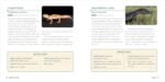 Reptiles for Kids: A Junior Scientist's Guide to Lizards, Amphibians, and Cold-Blooded Creatures - Image 6