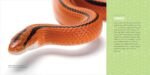 Reptiles for Kids: A Junior Scientist's Guide to Lizards, Amphibians, and Cold-Blooded Creatures - Image 7