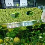5Pcs Aquarium Floating Plant Corral, 5 Sizes of Aquarium Floating Plant Ring Round Aquarium Feeding Ring, for Keeping Floating Plants in Place, Fish Feeding Ring (Green) - Image 8