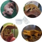 100 pcs Small Gecko Food and Water Cups Plastic Reptile Feeding Bowls Ledge Accessories for Crested Gecko Lizards Small Pets, 0.5 oz - Image 6