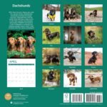 2025 Dachshunds Monthly Wall Calendar by Bright Day, 12 x 12 Inch Cute Dog Breed Gift - Image 3