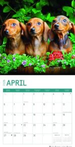 2025 Dachshunds Monthly Wall Calendar by Bright Day, 12 x 12 Inch Cute Dog Breed Gift - Image 4