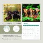 2025 Dachshunds Monthly Wall Calendar by Bright Day, 12 x 12 Inch Cute Dog Breed Gift - Image 10