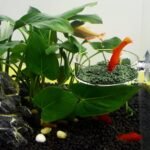 WEAVERBIRD 60mm Aquarium Shrimp Feeder Dish with Suction Glass Fish Tank Feeding Bowls Round Clear Dishes Tray - Image 4