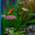 WEAVERBIRD 60mm Aquarium Shrimp Feeder Dish with Suction Glass Fish Tank Feeding Bowls Round Clear Dishes Tray - Image 5