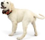 Huxley & Kent Ruff Pet Scrunchy | Shiny Christmas Plaid (Large) | Festive Christmas/Holiday Neckwear for Dogs/Cats | Fun Stretchable Costume Accessory | Soft Collar with Bells - Image 7