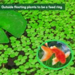 10 Pcs Fish Food Feeding Ring, Aquarium Floating Plant Ring, for Intercepts Floating Plants, Fish Tank Floating Food Ring, Floating Plant Ring for Betta, Goldfish, and Small Fish - Image 4