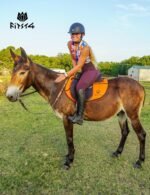 FitsT4 Sports Women's Full Seat Riding Tights with Zipper Pockets Horseback Riding Pants Equestrian Breeches for Women - Image 7