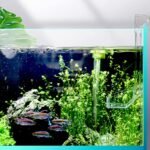 Shrimp Fish Feeding Dish, Aquarium -Sky Restaurant- Betta Feeding - Prevent Food Spilling, Fish Feeder, Also Easy to Clean Up The Food Left Over, African Feeding, Dwarf Frogs Feeding (M) - Image 3