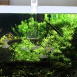 Shrimp Fish Feeding Dish, Aquarium -Sky Restaurant- Betta Feeding - Prevent Food Spilling, Fish Feeder, Also Easy to Clean Up The Food Left Over, African Feeding, Dwarf Frogs Feeding (M) - Image 8