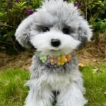 Dog Christmas Outfit,Handmade Dog Costume and Dog Birthday Bandana,Cat Rainbow Costume for Small Pets, Cute Cat Clothes,Girl Dog Accessories for Party Holiday - Image 10