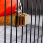 Bird Feeder Fruit Shape with Clamp Holder Cage-Pet Food & Water Bowl Parrot Food Box for Bird Macaw Budgie Parakeet Conure Lovebird Finch (Pomegranate Shape) - Image 8