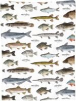 Trendy Flannel Fleece Throw Blanket, Watercolor Few Freshwater Fish Cartilaginous Fish Marine Life Throw for Better Sleep, Warm Air Conditioning Blanket 50"X40" - Image 10