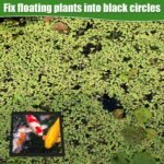 6pcs Fish Feeding Rings, Aquarium Floating Plant Rings, Round & Square Fish Feeder Rings Floating Plant Corral Fish Tank Plant Ring for Bettas, Goldfish, Turtle Aquarium Accessories (Black) - Image 5