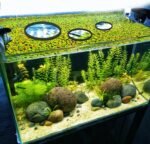 6pcs Fish Feeding Rings, Aquarium Floating Plant Rings, Round & Square Fish Feeder Rings Floating Plant Corral Fish Tank Plant Ring for Bettas, Goldfish, Turtle Aquarium Accessories (Black) - Image 8