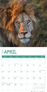 2025 Big Cats Monthly Wall Calendar by Bright Day, 12 x 12 Inch Cute Nature Photography Gift - Image 4