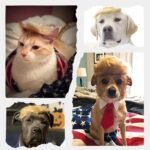 Pet Cat/Dog Blonde Wig with Tie - Iconic and Playful Toupee Hat, Cosplay Dress Up Clothing Costume Halloween Accessories (RedTie, M) - Image 4