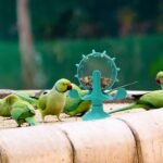 Oooct Bird Foraging Toys, Parrot Rotating Feeders, Bird Chewing Toys, Bird Enrichment Toys, Bird Cage Accessories, Suitable for Birds Parrots Parakeets Cockatiels Conures Lovebirds - Image 5