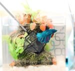 2 Pieces Fish Tank Net Aquarium Mesh Fish Net Long Handle Fish Net with Extendable 12.5-27.5 Inch Stainless Steel Catch Nets for Fish Tank Aquarium Accessories (4 Inch, 6 Inch) - Image 7