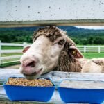 2 Pack Hanging Chicken Feeder,Fence Feed Trough with Clips Hanging Fence Feeders for Goat Duck Horse Chicken Goose Poultry Feed Trough Bucket Feeding Container for Livestock,（Dark Blue） - Image 8