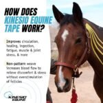 Kinesio Equine Tape - Tex Gold FP Horse Tape -Tape Made Specifically for Horses - 2”x 16’ Roll - Image 3