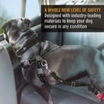 Active Pets Dog Car Harness - Pack of 1 Dog Seatbelts for Cars, Trucks, Travel - Tether Belt for Small & Large Dogs - Orange - Image 6