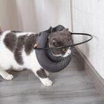 HDKUW Blind Dog Harness Guiding Device, Lightweight Collar for Blind Dog, Adjustable Blind Cat Accessories, Pet Anti-Collision Ring for Protective&Build Confidence S - Image 7