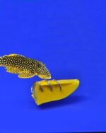 Fish Tank Aquarium Vegetable Feeder, Bottom Feeder, Bottom Feeding Fish, pleco, Clown Loach, Snail, Malawi Cichlid Feeder, etc - Image 3