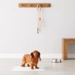 Amazon Basics Absorbent, Leak-Proof Dog and Puppy Pee Pads with 5-Layer Design and Quick-Dry Surface for Potty Training, Standard Absorbency, Regular Size, 22 x 22 Inch - Pack of 50, Blue & White - Image 7