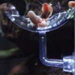 Shrimp Feeding Dish Seaweed Veggie Holder Clips Aquarium Accessories Fish Tank Feeder Kit (2Pack Feeding Dish+2Pack Seaweed Clips) - Image 4