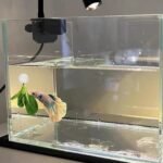 Shrimp Feeding Dish Seaweed Veggie Holder Clips Aquarium Accessories Fish Tank Feeder Kit (2Pack Feeding Dish+2Pack Seaweed Clips) - Image 6