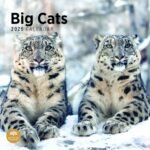 2025 Big Cats Monthly Wall Calendar by Bright Day, 12 x 12 Inch Cute Nature Photography Gift - Image 2