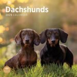 2025 Dachshunds Monthly Wall Calendar by Bright Day, 12 x 12 Inch Cute Dog Breed Gift - Image 2