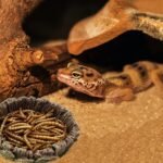 Small Reptile Food Dish, 2 Pack Reptile Feeding Food Bowls for Bearded Dragon Gecko Lizard Frog Hermit Crab Snail Toad - Image 7