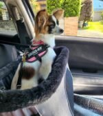 ROODO Dog Car Seat Cat Car Seat Height-Adjustable Car Passenger Seat Dog Booster Seat Collapsible Metal Frame Construction Perfect for Small Pets up to 20lbs (Gray) - Image 3